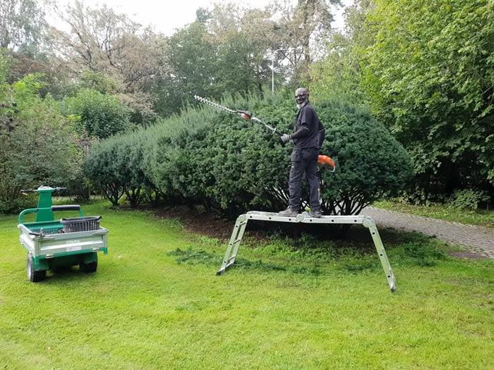 Firmin en action, taille de haie en hauteur
